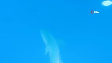 Profesörün köpek balığı sürüsüyle yakın teması sualtı kamerasında