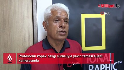 Profesörün köpek balığı sürüsüyle yakın teması sualtı kamerasında