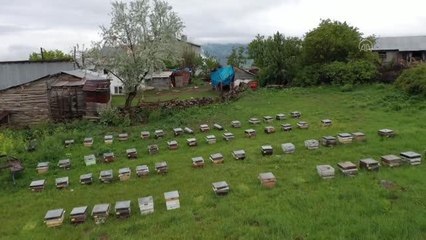 Karadeniz'de arıcılar bal sezonuna hazırlanıyor