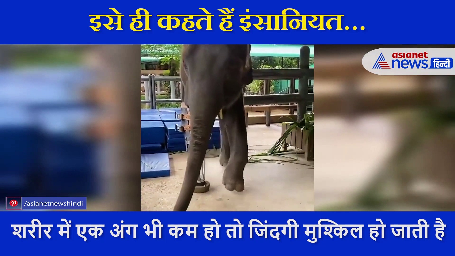 हाथी ने खो दिया था एक पैर, खड़े होना भी हुआ मुश्किल, नेकदिल इंसान जो किया वो जीत लेगा आपका दिल