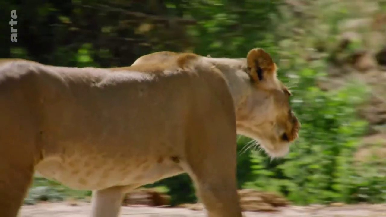 Tanzanie, royaume des lionnes