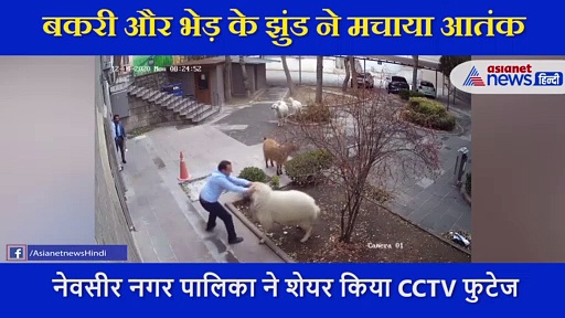 बकरी और भेड़ के झुंड ने मचाया यहां आतंक , पैदल चलने वालों पर हो रहा हमला