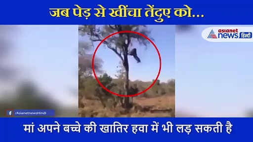 तेंदुए ने शावक पर किया हमला, मां ने बचाने के लिए जान लगा दी, देखें VIDEO