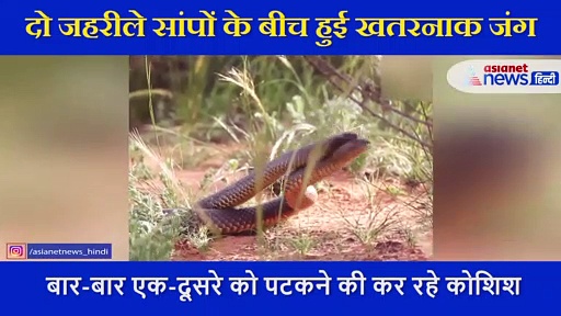 दो जहरीले सांपों के बीच हुई खतरनाक जंग, सामने आया रेयर फाइट का VIDEO