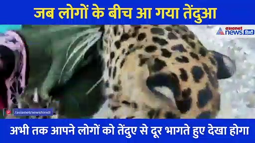 तेंदुए ने सीधे शख्स पर किया अटैक, लोग चिल्लाए हिलो मत हिलो मत, और फिर... रौंगटे खड़े करने वाला Video