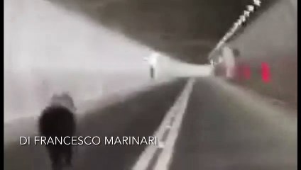 Orso in galleria tra Marche e Umbria: paura e stupore, poi l'animale fa perdere le tracce