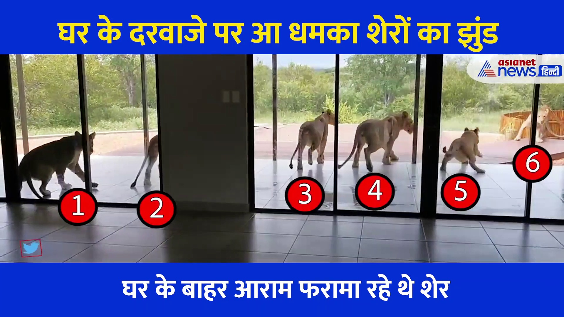 सुबह नींद से उठकर जैसे ही खोला मेन डोर... दरवाजे पर बैठा दिखा 6 शेरों का झुंड,  खौफनाक Video