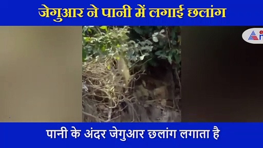 शिकार की ताक में बैठा था मगरमच्छ, ऊपर से झपटती आई मौत ने गर्दन पकड़ मचा दिया तांडव