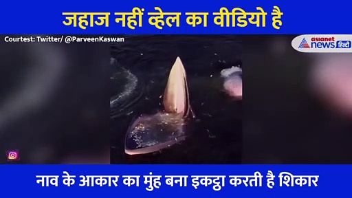 सुरसा से भी बड़ा मुंह फैलाती है ये व्हेल, एक बार में खा जाती है सैकड़ों मछलियां, देखिए हैरान करने वाला Video