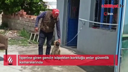 Bir anda havlayan köpekten aklı çıktı