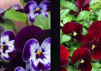 Como se escribe Flor  en japonés….