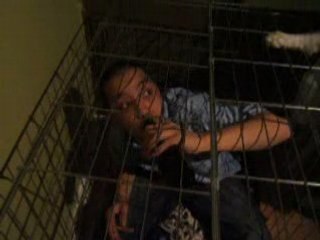 un p'tit chien Trifluvien