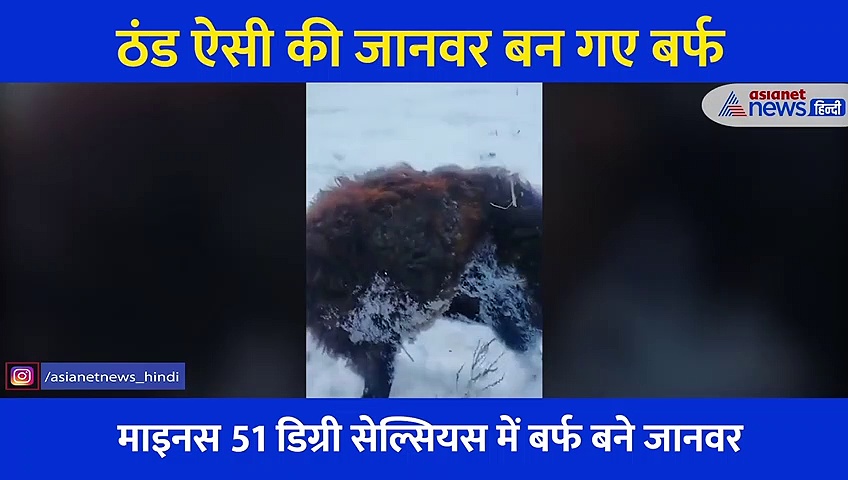 हैरान कर देंगी ठंड की ऐसी तस्वीरें, जहां चलते-चलते जानवर बन गए हैं बर्फ, देखें चौंकाने वाला Video