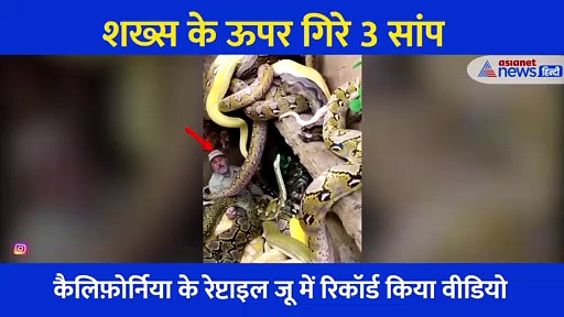 शख्स के ऊपर गिरे 3 खतरनाक सांप, चीख निकली और फिर...देखें रोंगटे खड़े करने वाला वीडियो