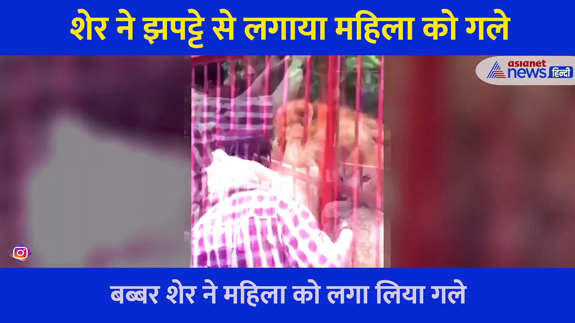 महिला को देख शेर ने मारा झपट्टा, और जो किया.... देखिए Hug Day का सबसे अच्छा वीडियो