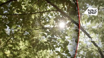 Forêts françaises, en quête d’avenir - 21 mai
