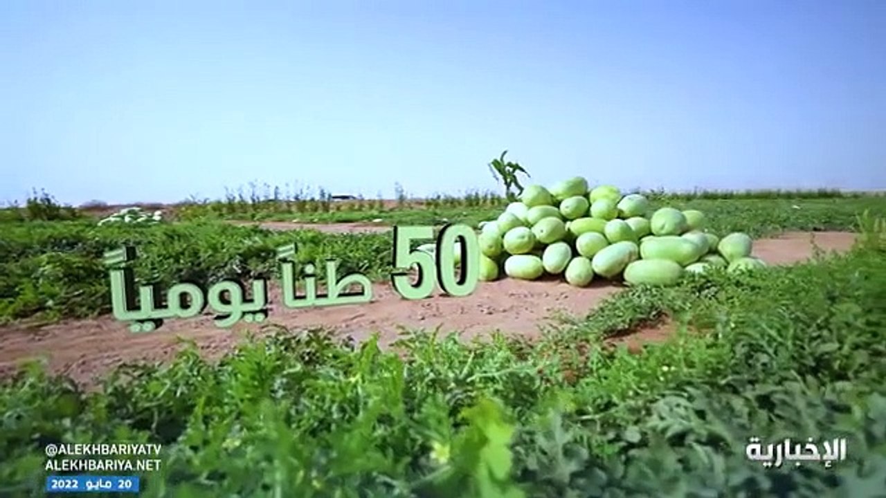 مزارع الحبحب في القصيم.. قصة نجاح سعودية عمرها 30 عامًا