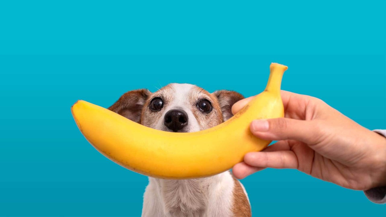 Häufige Frage: Dürfen Hunde Bananen fressen?