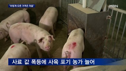"100g에 5천 원" 판매자도 처음 보는 돼지고기 값…생산자물가 또 역대 최고