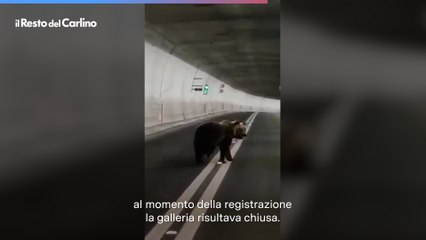Orso in galleria fra Arquata del Tronto e Norcia, il video della fuga fa impazzire i social