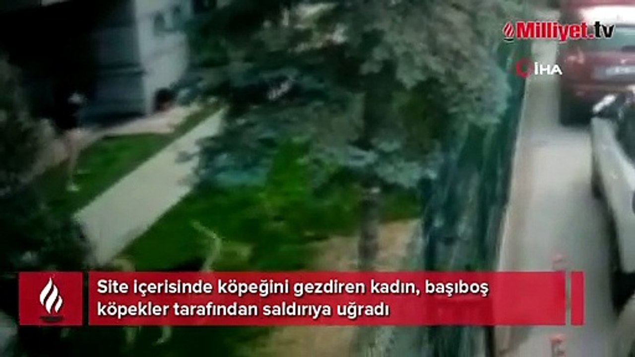 Köpeklerin saldırısına uğrayan kadın ölümden döndü
