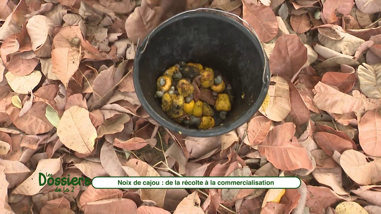DOSSIER DE LA 2 : noix de cajou de la cueillette à la transformation