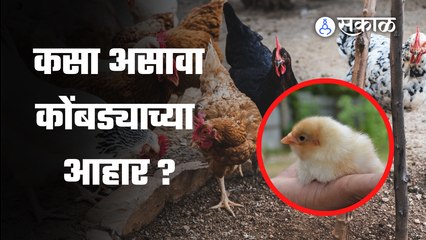 कोंबड्यांना कोणत्या प्रकारचे खाद्य दिले जाते? | Poultry feed  | Sakal Media |