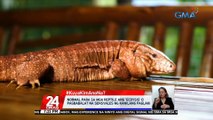 #KuyaKimAnoNa?: Normal para sa mga reptile ang 'ecdysis' o pagbabalat na sensyales ng kanilang paglaki | 24 Oras