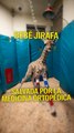 Bebé jirafa con anomalías