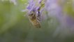 Journée mondiale des abeilles : des insectes en voie de disparition ?
