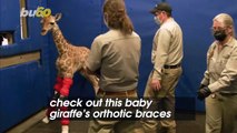 She Was Born With Her Legs Bending the Wrong Way; Now Check Out This Giraffe