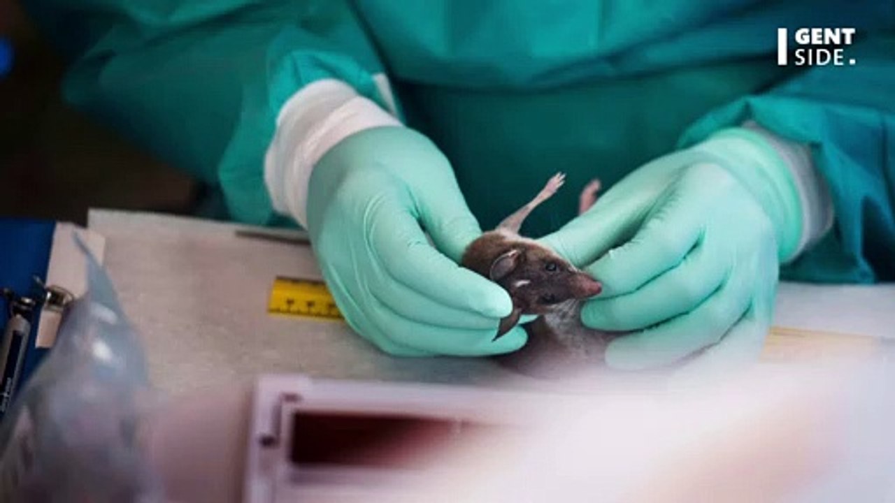 Affenpocken: Anzeichen und Symptome der zirkulierenden Viruserkrankung