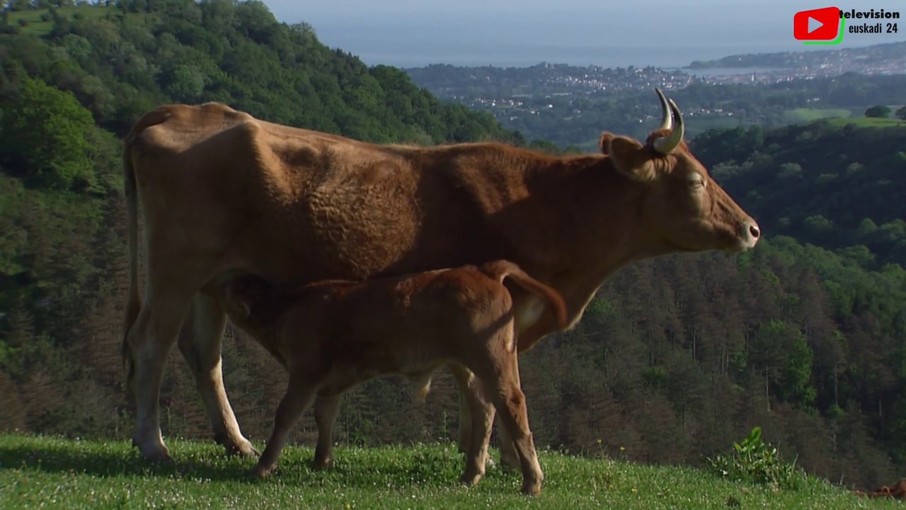 Basque Country    | The col d'Ibardin   |  Euskadi 24 Television