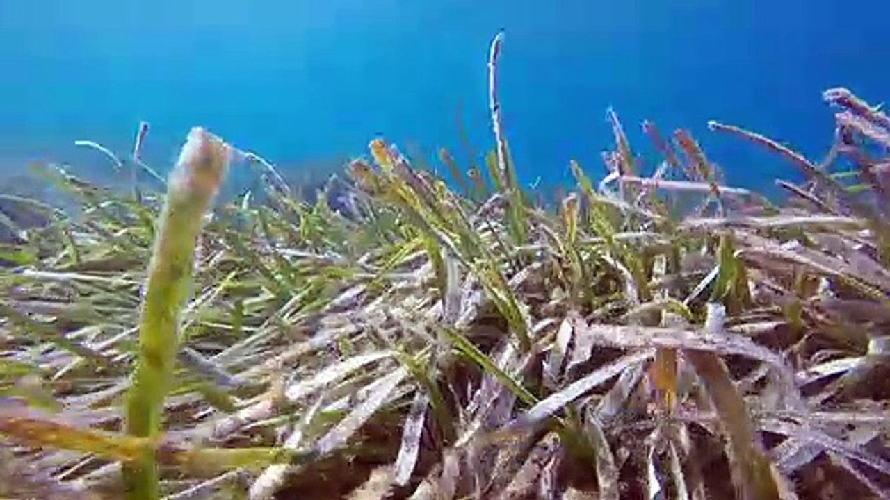 Environnement: des ancrages écologiques pour préserver la posidonie, "poumon de la Méditerranée"
