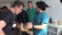 Türkiye'de sadece Sivas'ta bulunan bu cihaz ile köpeğinin işitme kaybı olduğu anlaşıldı