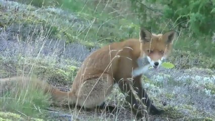Wolves - Dangerous Wild Animals