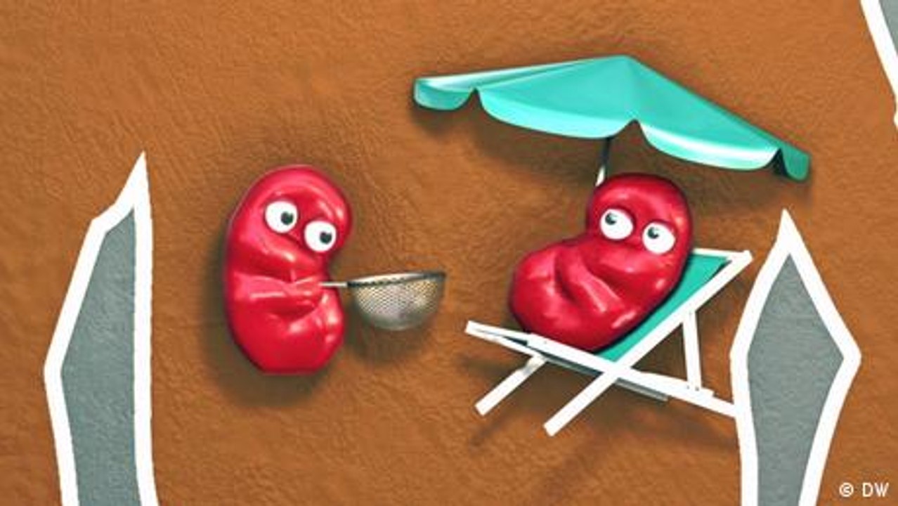 Wie funktionieren die Nieren?