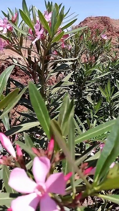 Ait bou Ali tidili massfioua Marrakech Maroc