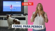 DOG TV, el canal para perros