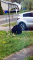 Black Bear Cub Steals Bird Feed