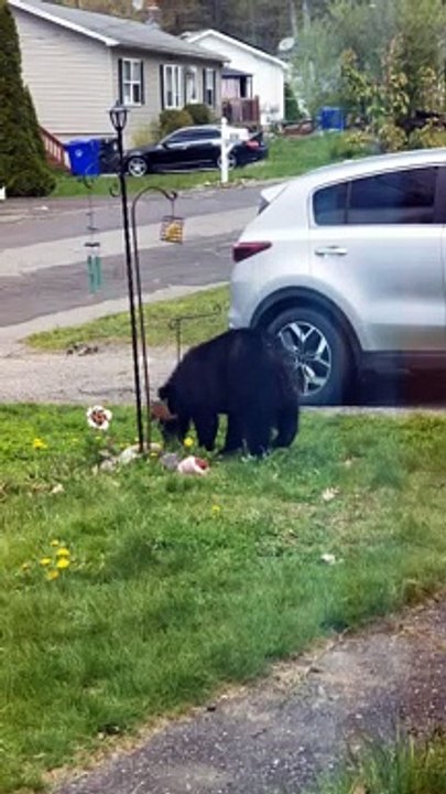 Black Bear Cub Steals Bird Feed