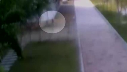 태안 아파트 단지에서 7살 아이·엄마, 맹견에 물려 크게 다쳐 / YTN