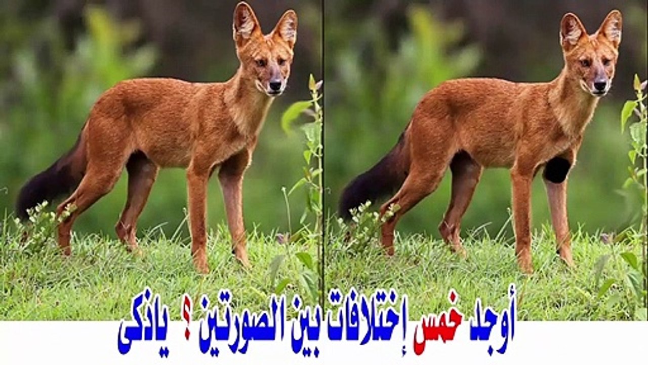 find difference in pictures2