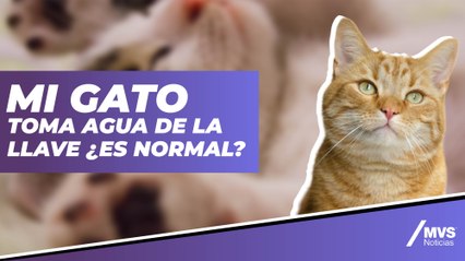 ¿Por qué los gatos prefieren tomar agua de la llave?