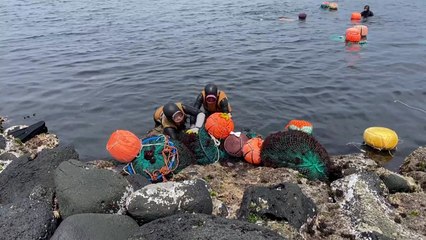 천초 수확 본격...어촌 마을 분주 / YTN