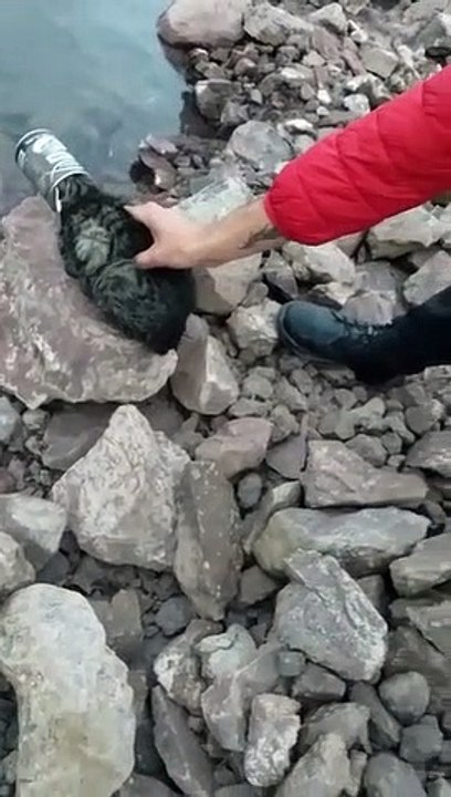 Rescataron a un gato atrapado en una lata