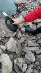 Rescataron a un gato atrapado en una lata