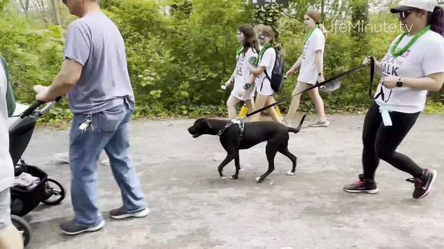 How to Recognize Osteoarthritis in Your Dog and What to Do to Manage It