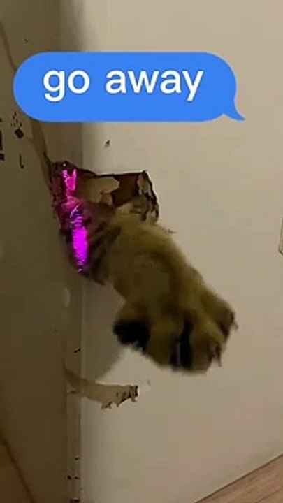 funny cats  | funniest animals video