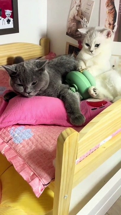 funny cats | cute cats